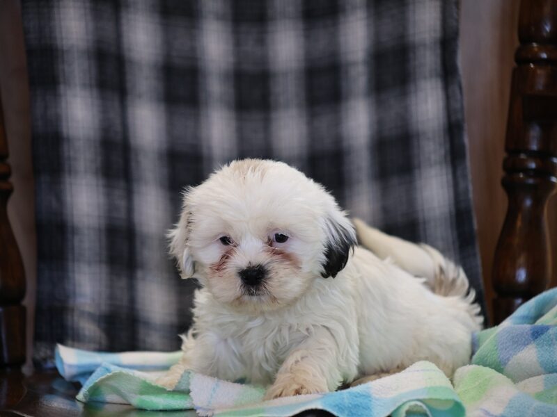 Shane, a black & white Shichon (Teddy Bear) puppy in Indiana.