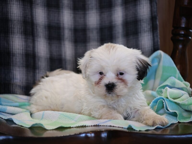 Shane, a black & white Shichon (Teddy Bear) puppy in Indiana.