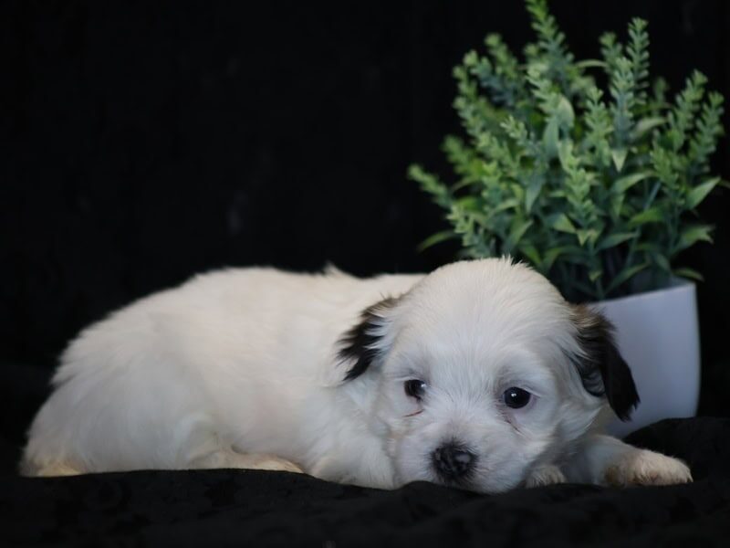 Shira, a black & white Shichon (Teddy Bear) puppy in Indiana.