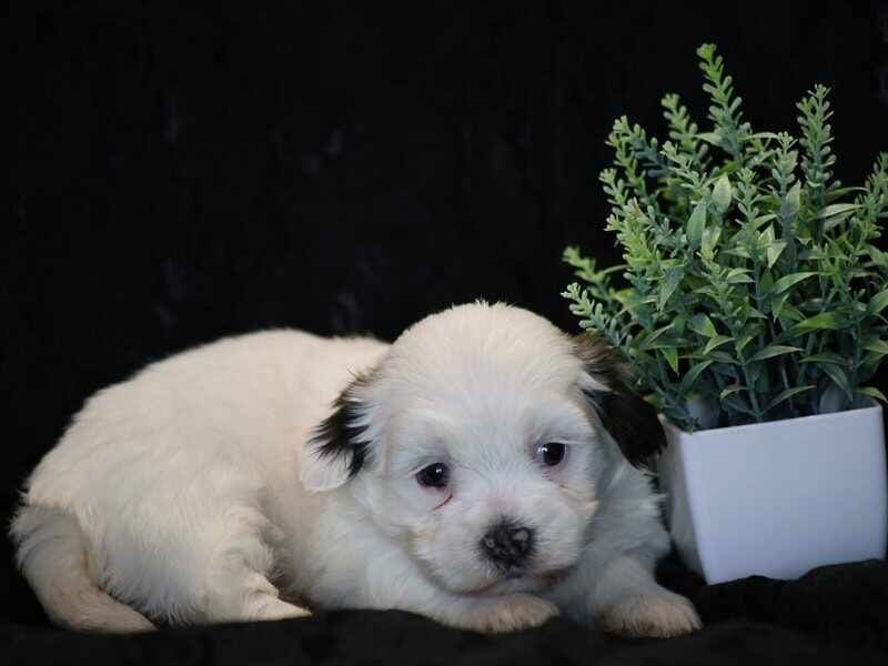 Shira, a black & white Shichon (Teddy Bear) puppy in Indiana.