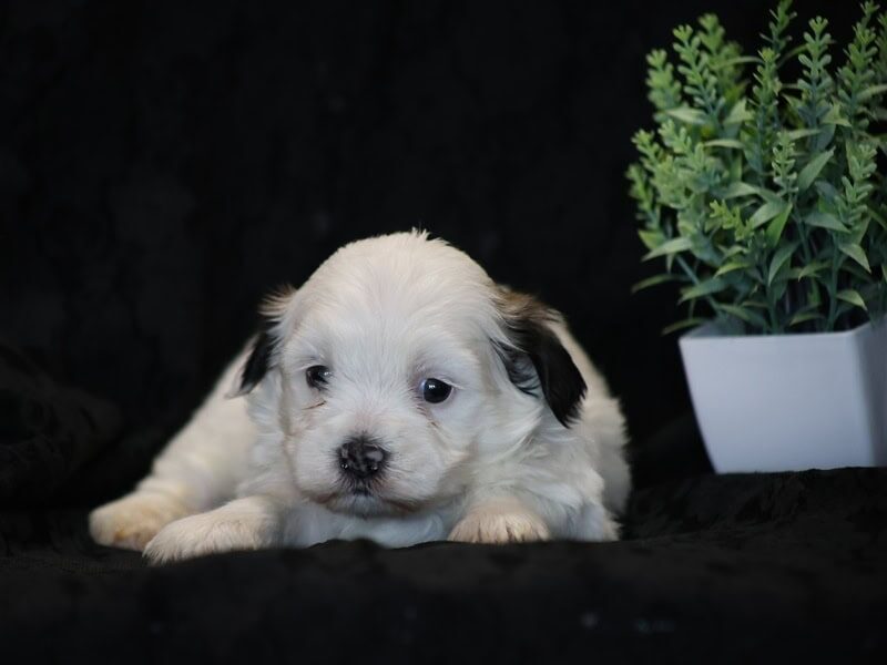Shira, a black & white Shichon (Teddy Bear) puppy in Indiana.