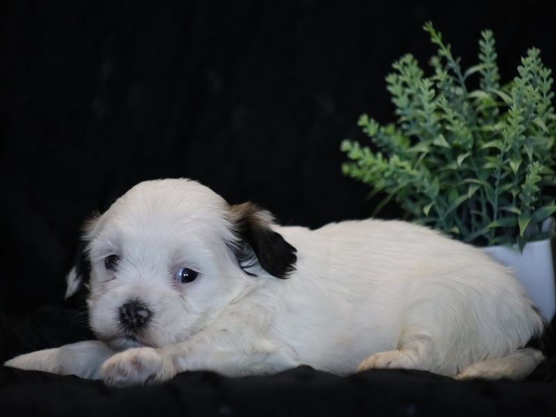 Shira, a black & white Shichon (Teddy Bear) puppy in Indiana.
