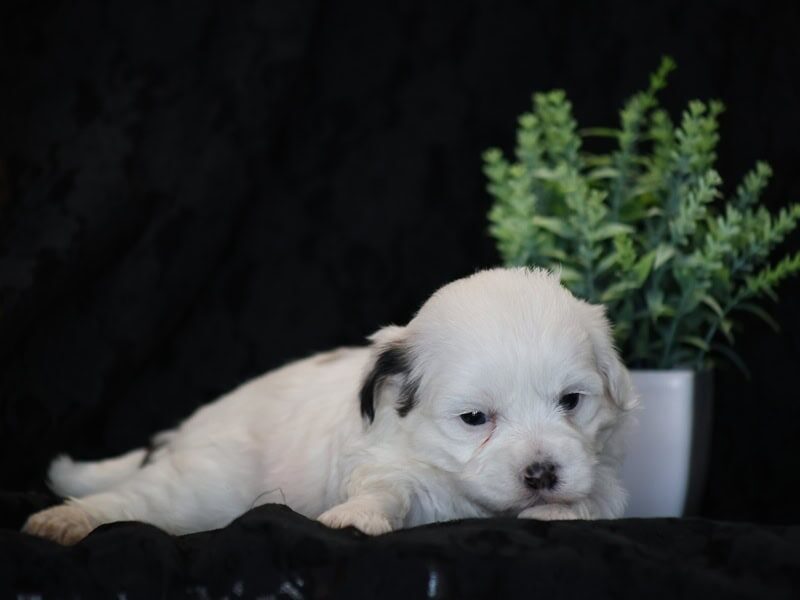 Shores, a black & white Shichon (Teddy Bear) puppy in Indiana.