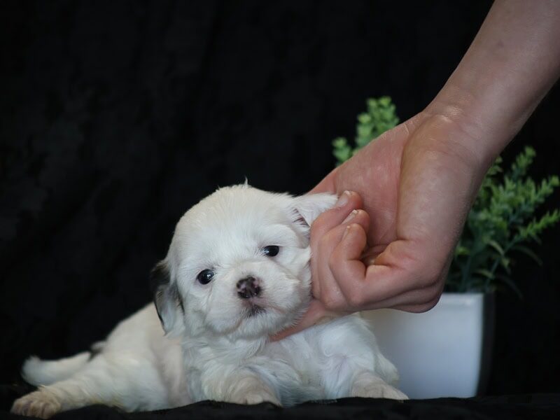 Shores, a black & white Shichon (Teddy Bear) puppy in Indiana.