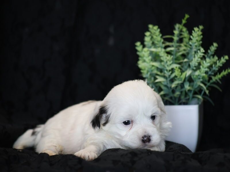 Shores, a black & white Shichon (Teddy Bear) puppy in Indiana.