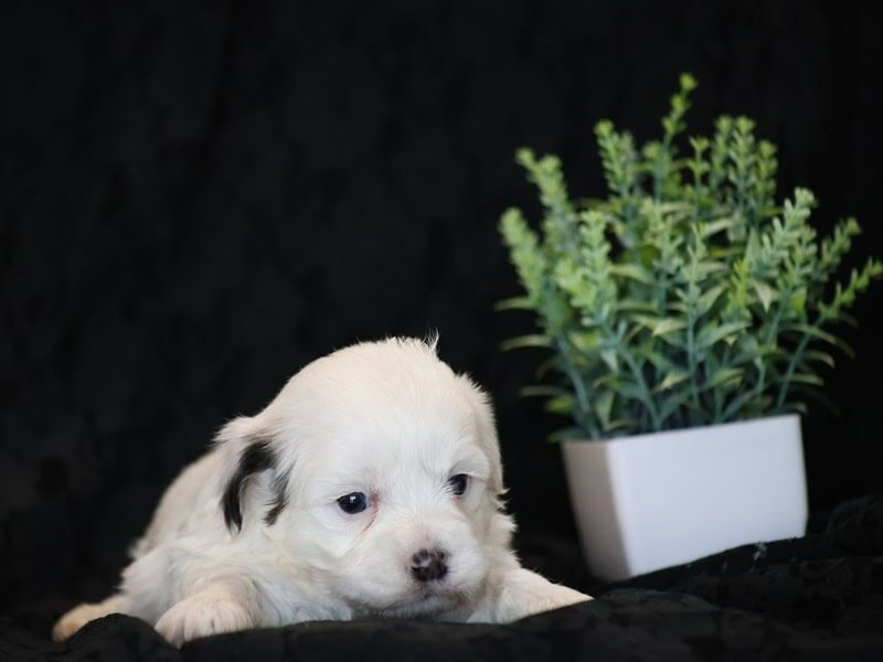 Shores, a black & white Shichon (Teddy Bear) puppy in Indiana.