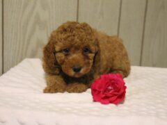 Photo4 for Willow