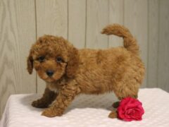 Photo3 for Willow