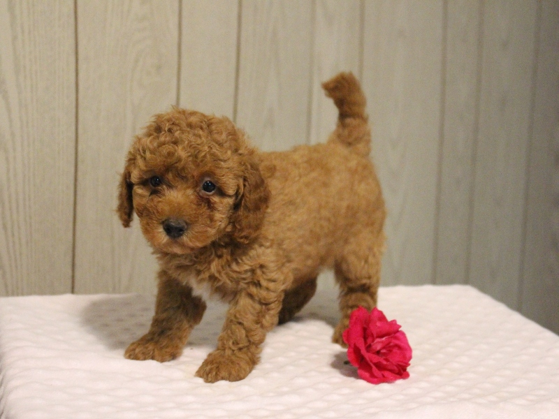 Willow