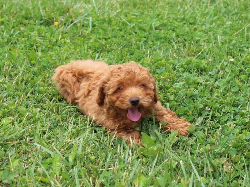 Willow image