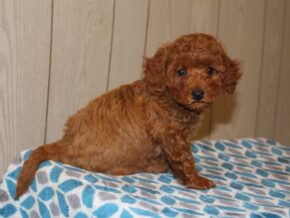 Photo of Wyatt
