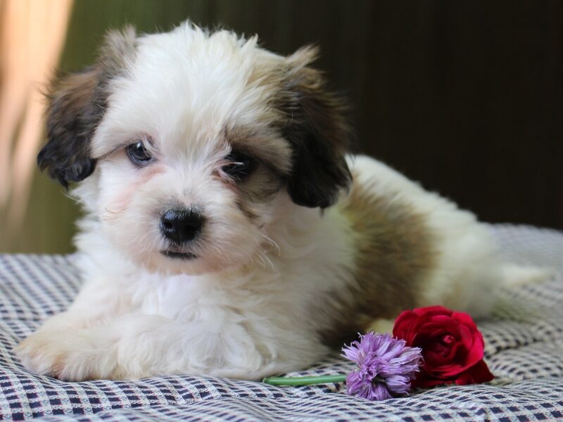 Kaydence image