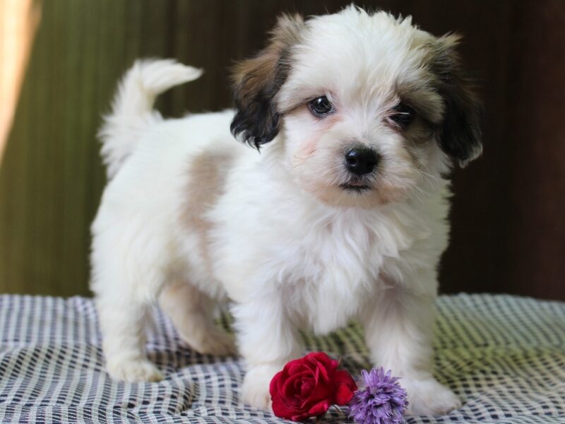 Kaydence image