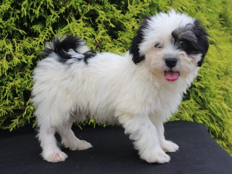 Kane, a black & white Shichon (Teddy Bear) puppy in Indiana.