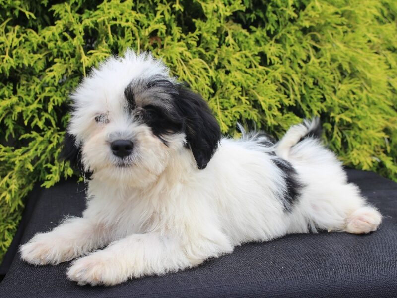 Kane, a black & white Shichon (Teddy Bear) puppy in Indiana.