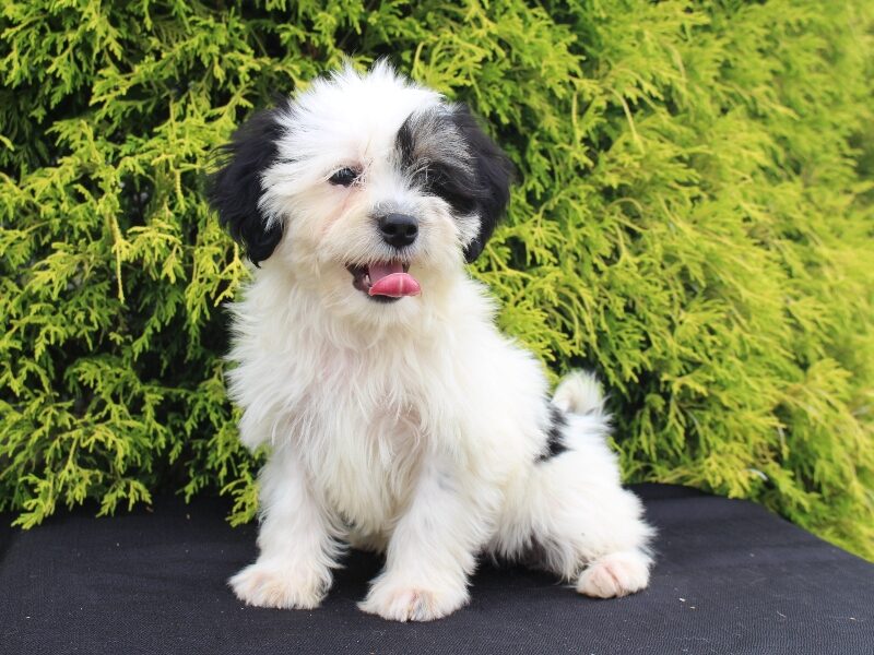 Kane, a black & white Shichon (Teddy Bear) puppy in Indiana.