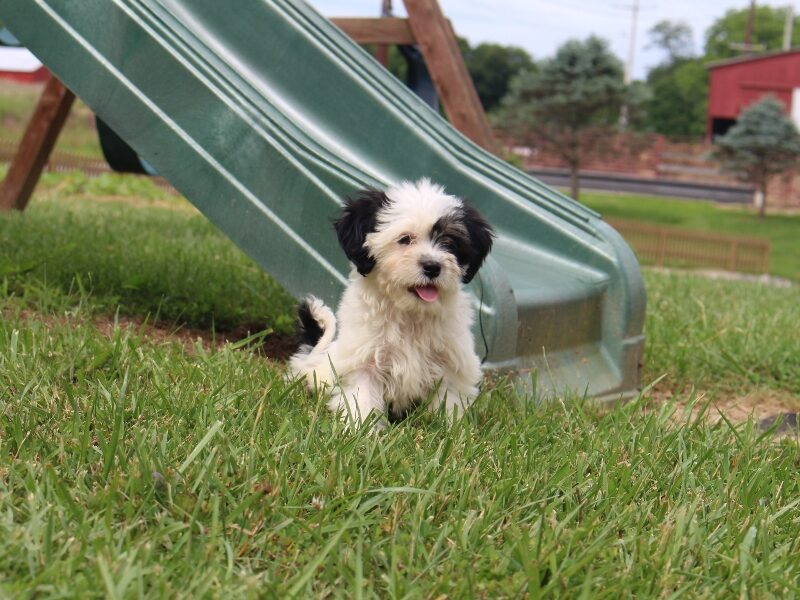 Kane, a black & white Shichon (Teddy Bear) puppy in Indiana.