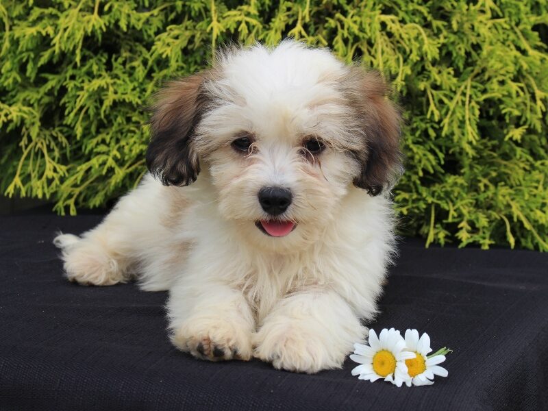 Kaydence, a black & white Shichon (Teddy Bear) puppy in Indiana.