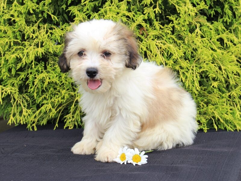 Kaydence, a black & white Shichon (Teddy Bear) puppy in Indiana.