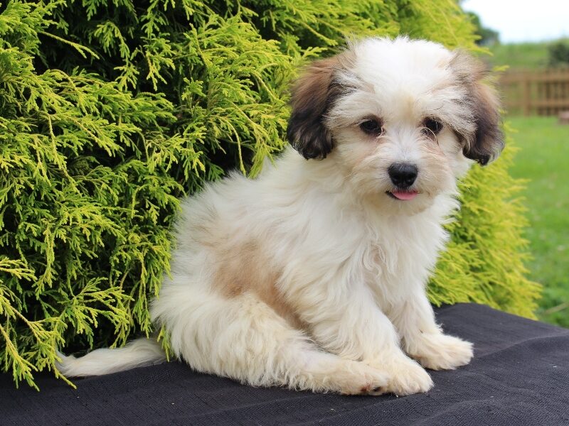 Kaydence, a black & white Shichon (Teddy Bear) puppy in Indiana.