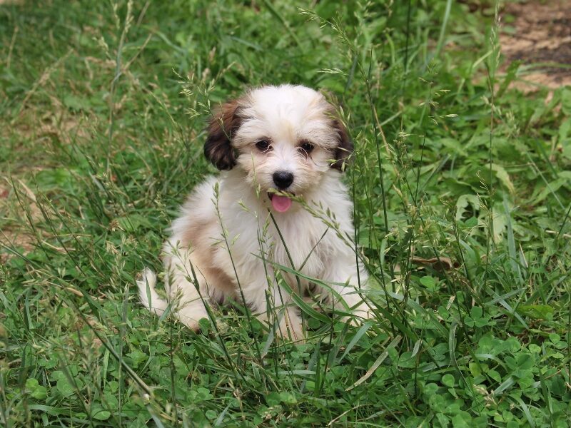 Kaydence, a black & white Shichon (Teddy Bear) puppy in Indiana.