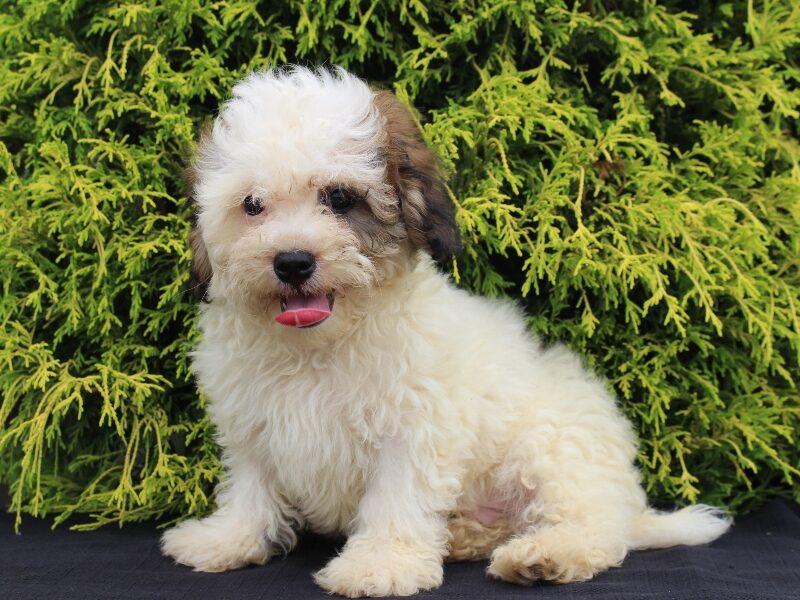 Kelton, a black & white Shichon (Teddy Bear) puppy in Indiana.