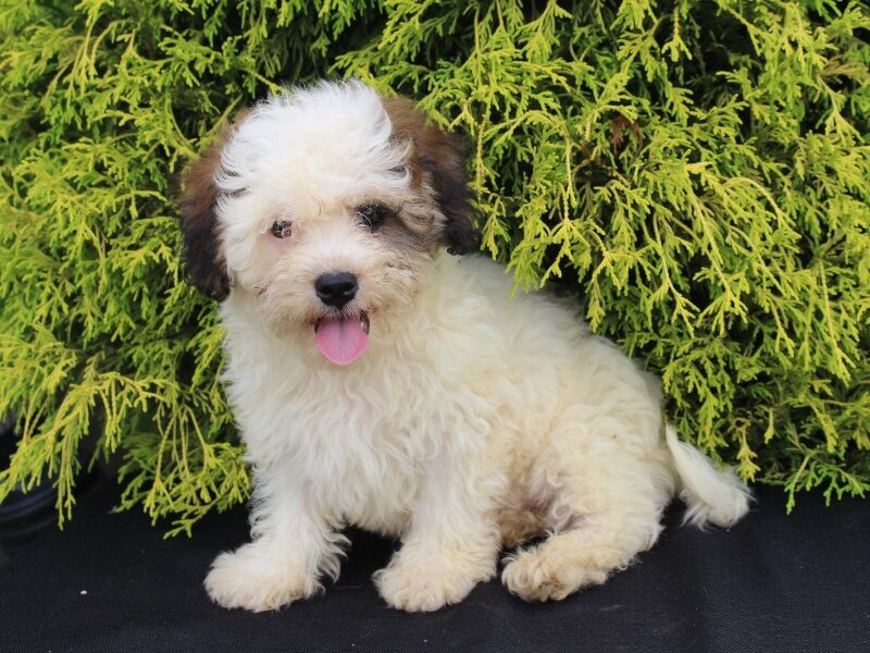 Kelton, a black & white Shichon (Teddy Bear) puppy in Indiana.