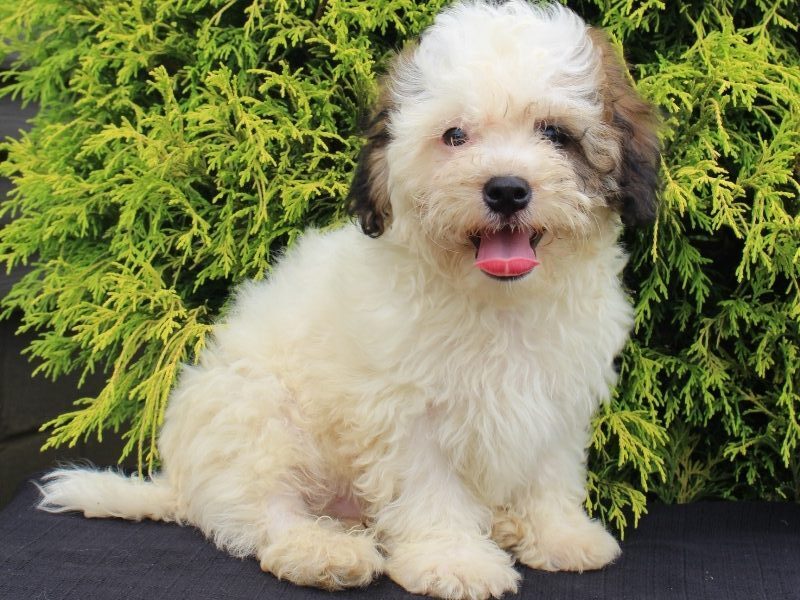Kelton, a black & white Shichon (Teddy Bear) puppy in Indiana.
