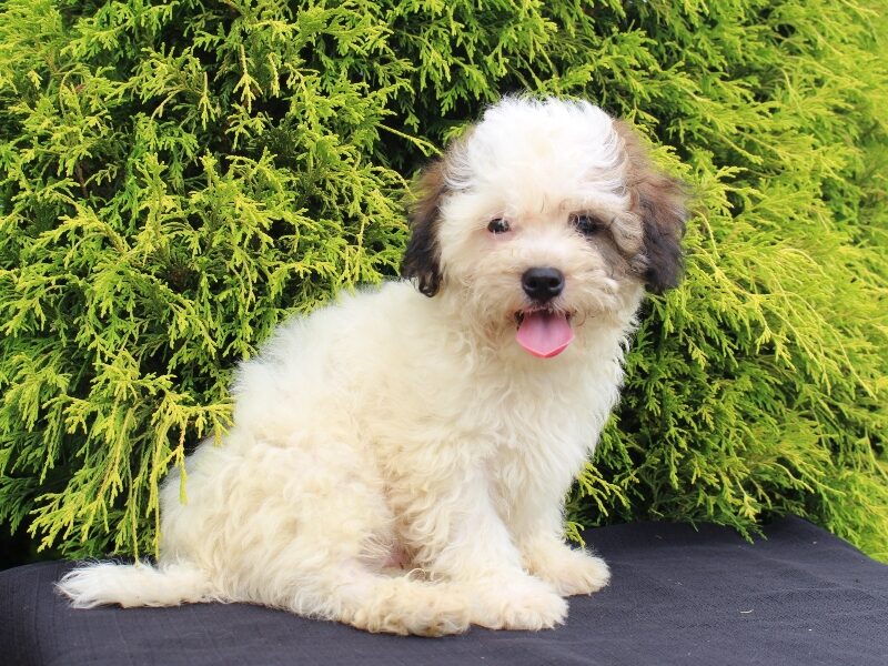 Kelton, a black & white Shichon (Teddy Bear) puppy in Indiana.
