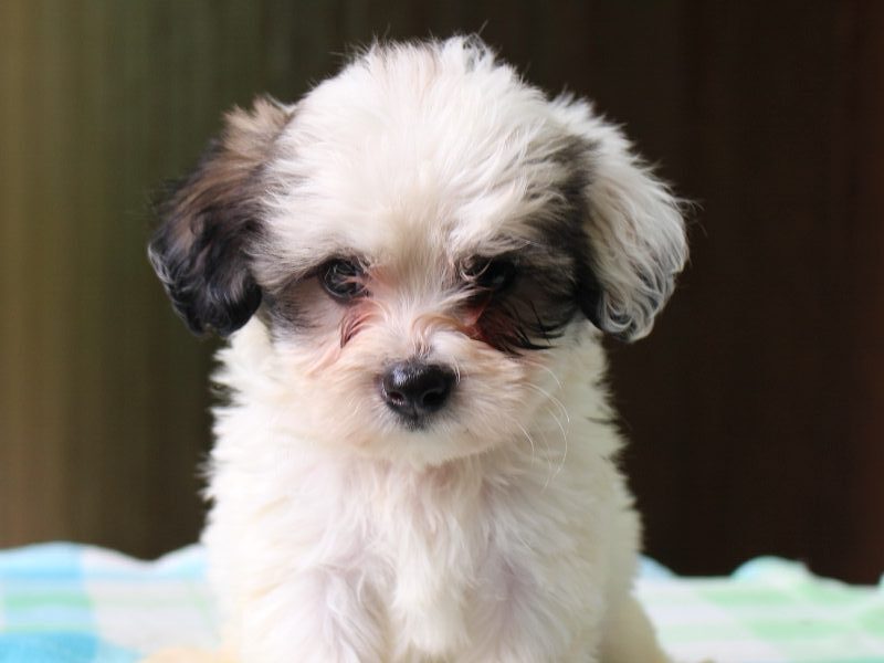 Kent, a black & white Shichon (Teddy Bear) puppy in Indiana.