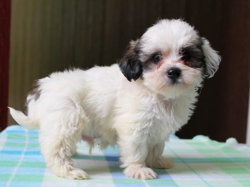 Kent, a black & white Shichon (Teddy Bear) puppy in Indiana.