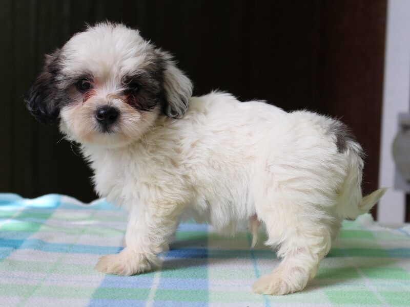 Kent, a black & white Shichon (Teddy Bear) puppy in Indiana.