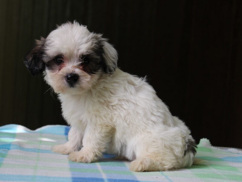 Kent, a black & white Shichon (Teddy Bear) puppy in Indiana.