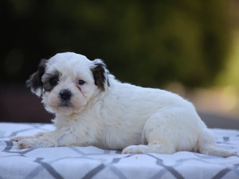 Buttercup image