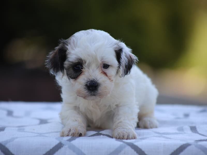 Buttercup image
