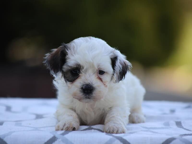 Buttercup image