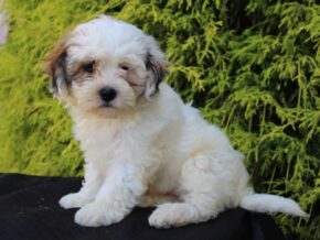 Photo of Daisy