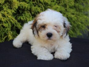 Image for Daisy