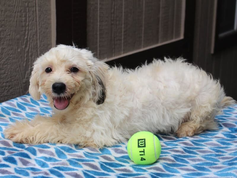 Hemlock a Puppy in IN