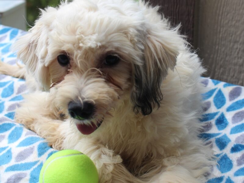 Hemlock a Puppy in IN