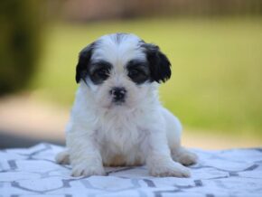 Photo of Maple