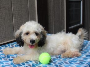 Photo of Maple