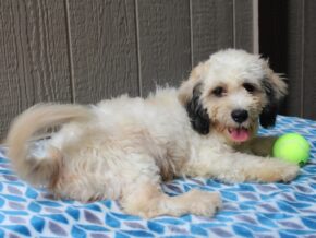 Photo of Maple