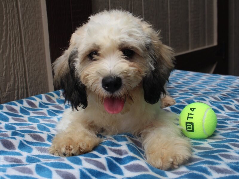 Maple a Puppy in IN