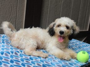 Photo of Maple