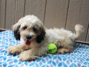 Photo of Maple