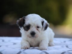 Photo2 for Buttercup