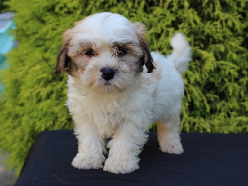 Buttercup, a white & black Shichon (Teddy Bear) puppy in Indiana.