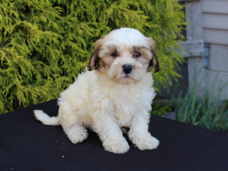 Buttercup, a white & black Shichon (Teddy Bear) puppy in Indiana.