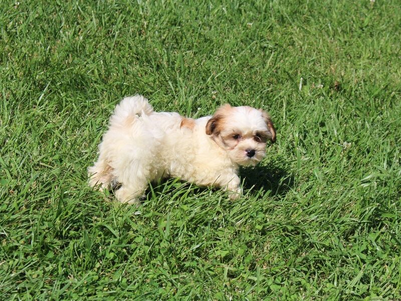 Buttercup, a white & black Shichon (Teddy Bear) puppy in Indiana.